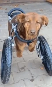 L'histoire du chiot handicapé qui pleure