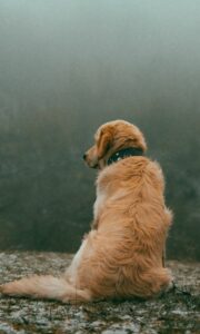 Histoire sur la loyauté du chien