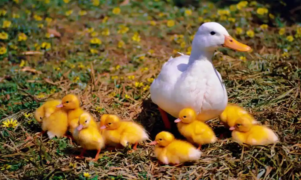 Top 9 animaux de la ferme