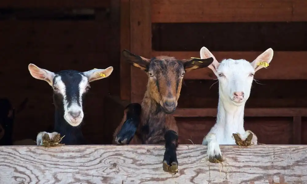 Top 9 animaux de la ferme