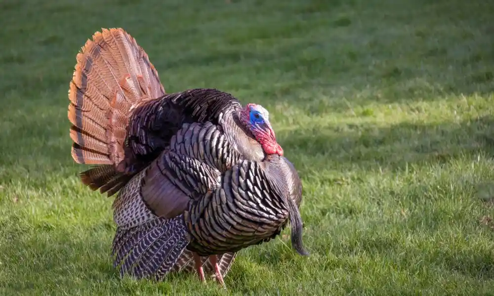 Top 9 animaux de la ferme