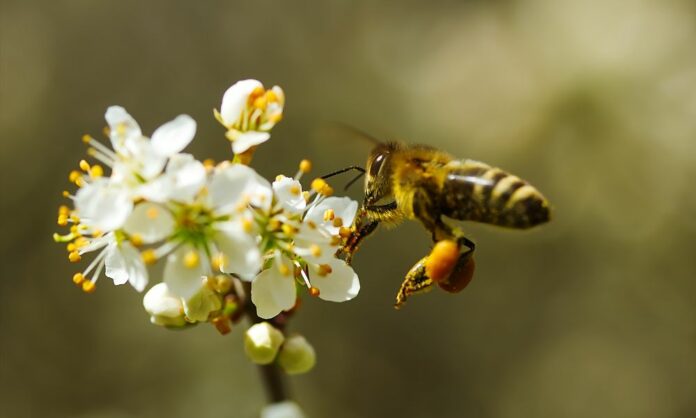 Instinct des abeilles