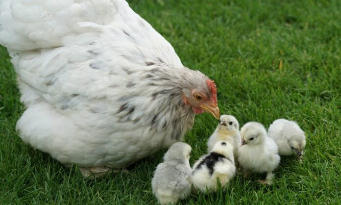 Instinct de Poulet