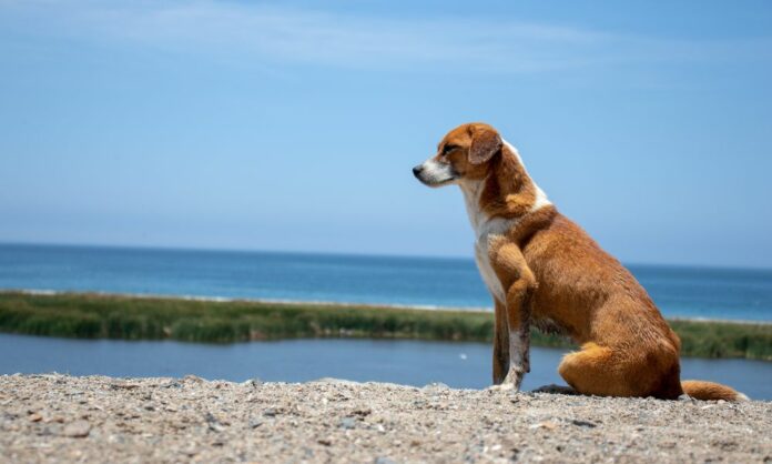 Histoire sur la loyauté du chien