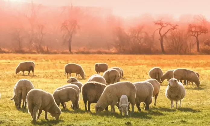 Élevage de moutons Conseils pratiques