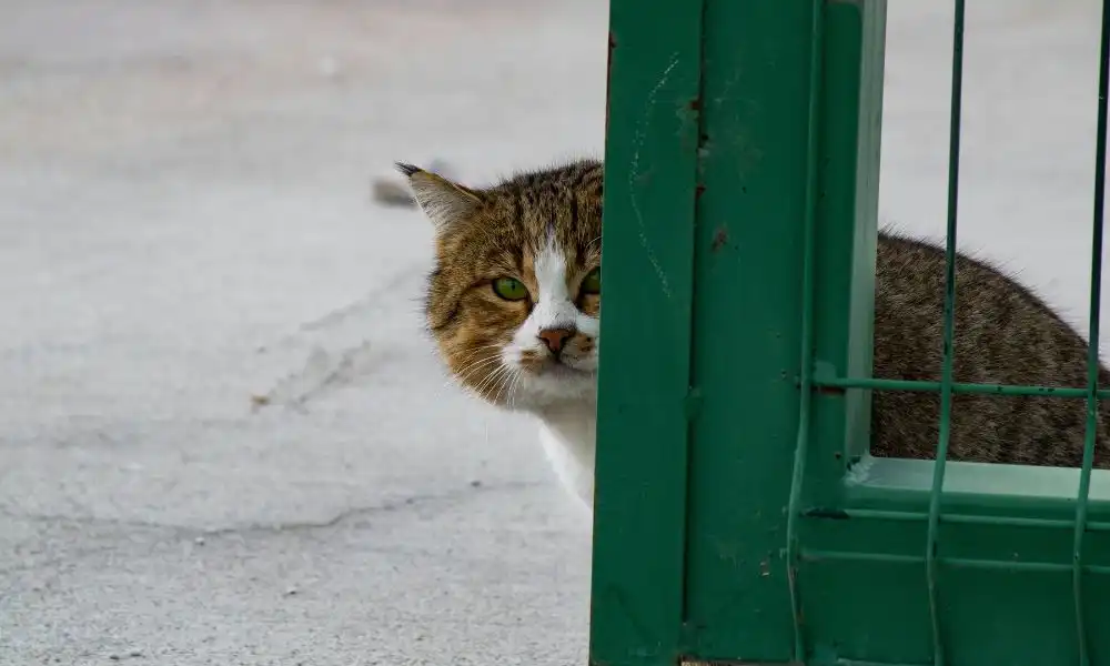 Le chat de gouttière, un chat commun sans pedigree