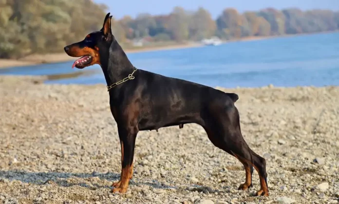 Le Doberman - Race canine forte et musclée