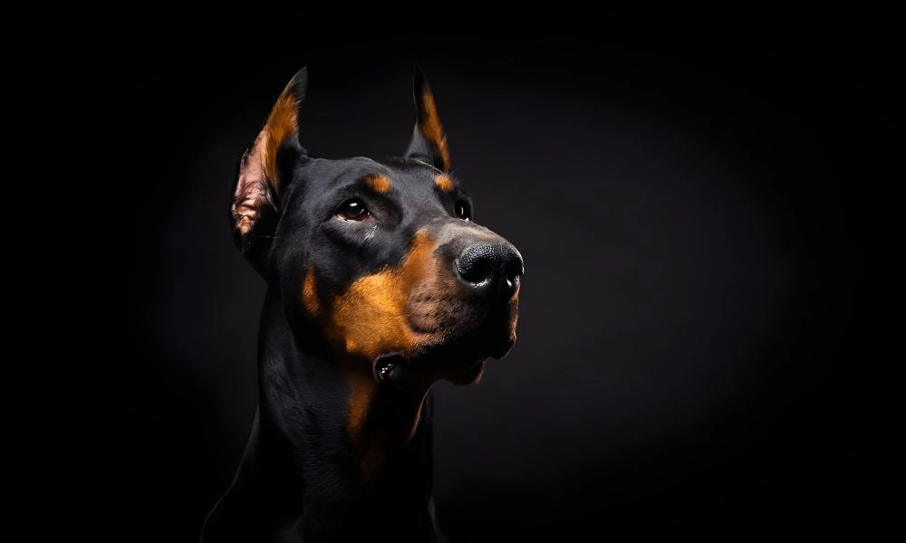 Le Doberman - Race canine forte et musclée