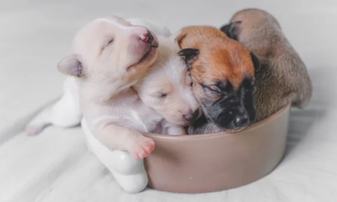 Préparer chienne à la naissance des chiots