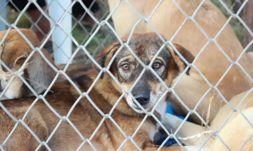 L'histoire du chien du refuge