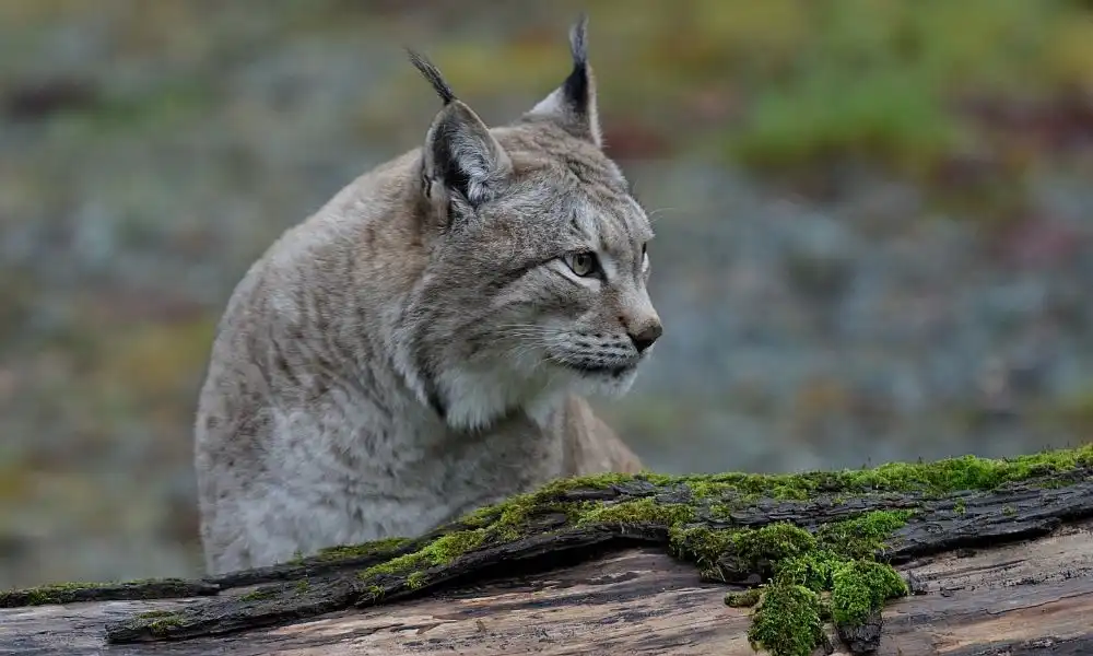 Chat sauvage lynx roux: