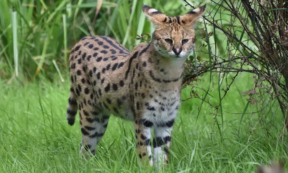 Race de chat sauvage de la Savannah