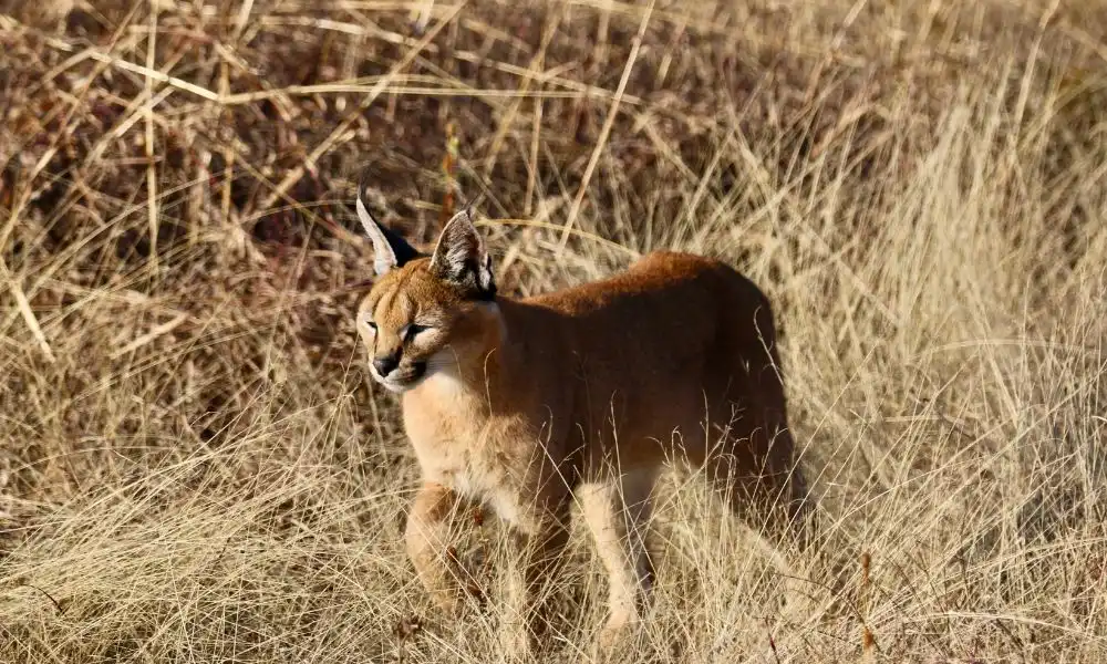 Le caracal