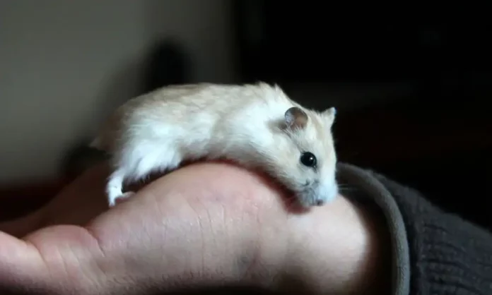 adopter et élever un hamster à la maison