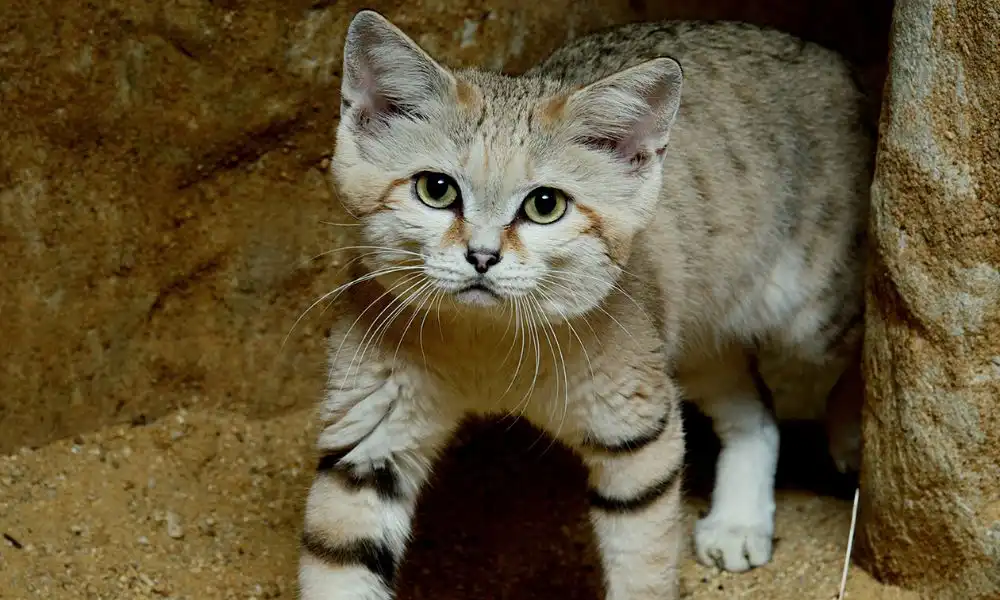 Chat des sables