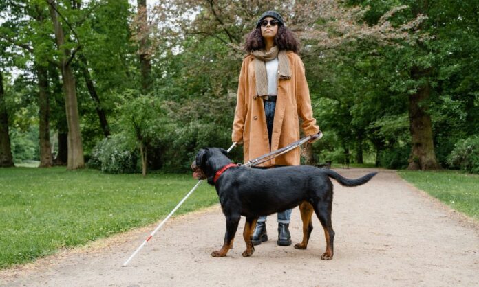 les Yeux du propriétaire - Chien guide d'aveugle