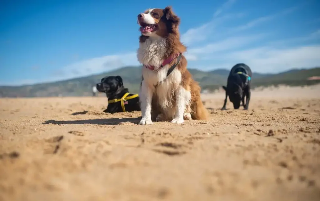 Préserver nos canins des méfaits du soleil