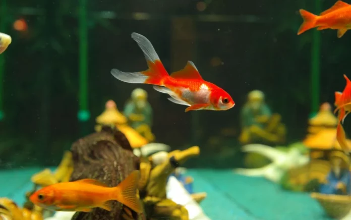 Comment s'occuper d'un poisson rouge en aquarium?