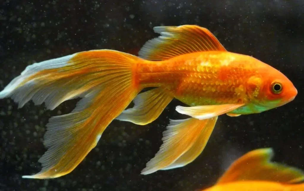 Comment s'occuper d'un poisson rouge en aquarium?