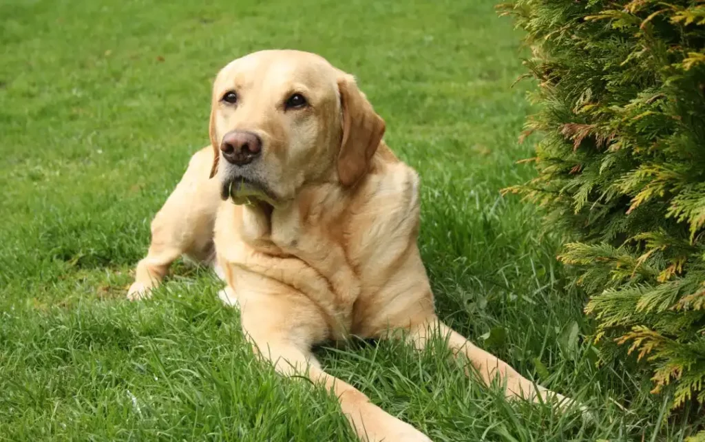 Le Labrador Retriever