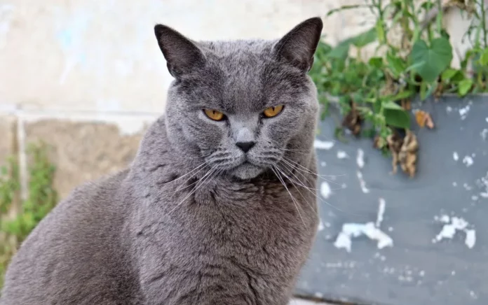 Le Chartreux Race de chat