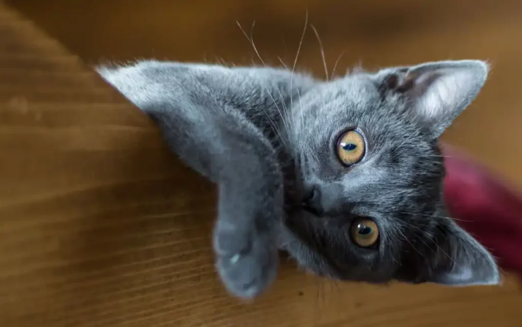 Le Chartreux Race de chat