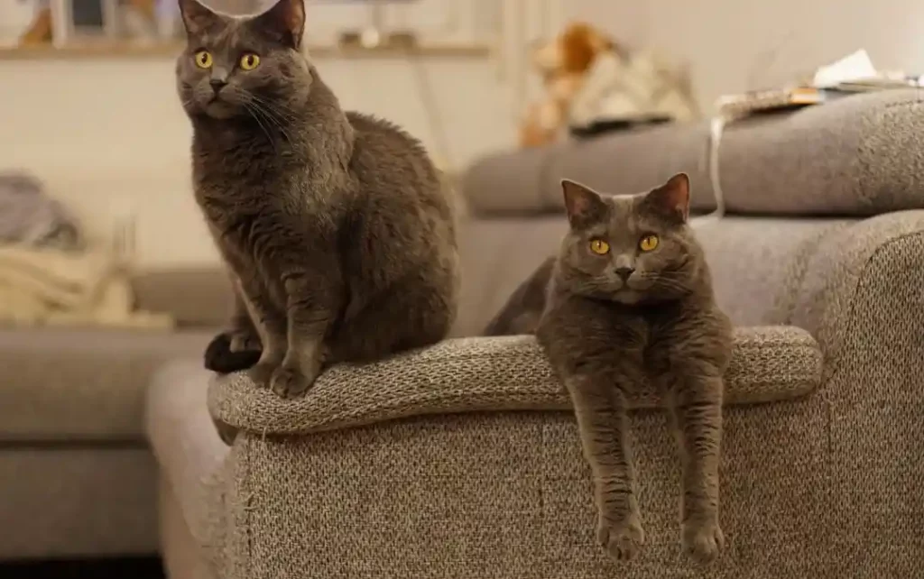 Le Chartreux Race de chat 