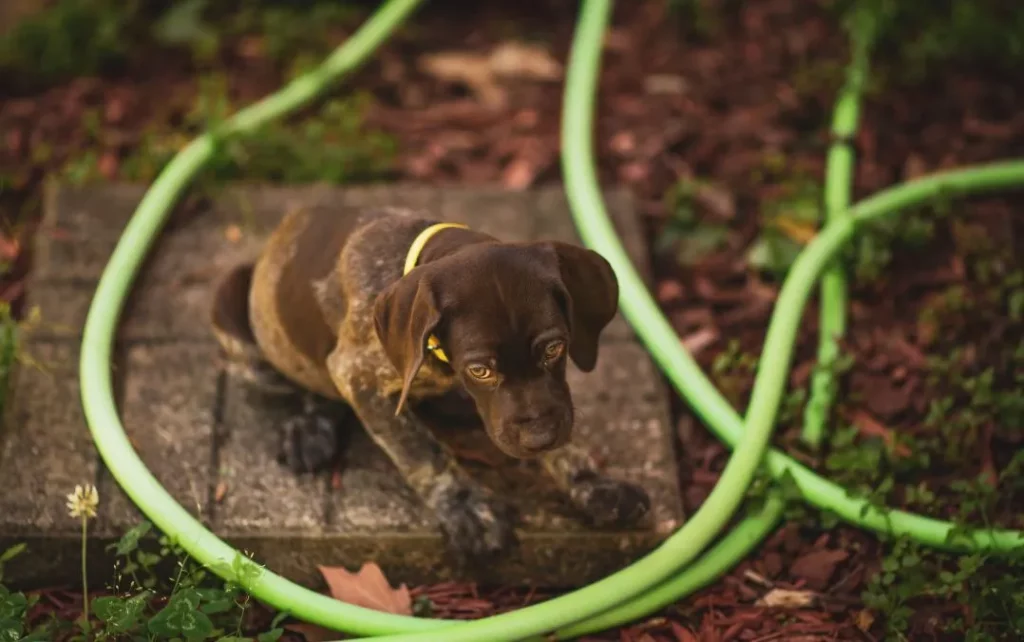 Parvovirus chez nos petits chiots