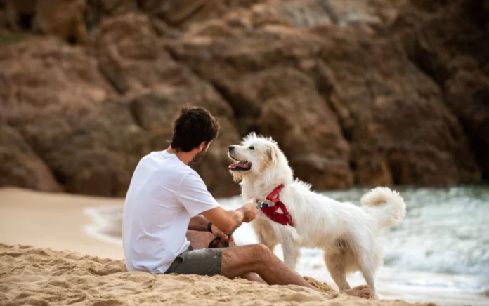 Préserver nos canins des méfaits du soleil