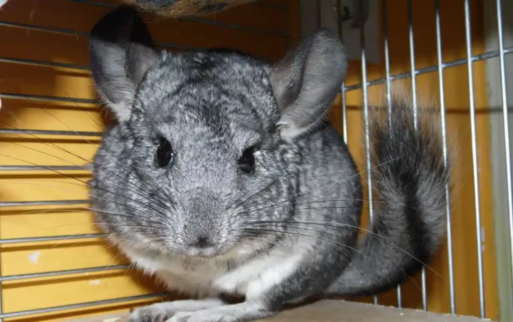 La reproduction du chinchilla 