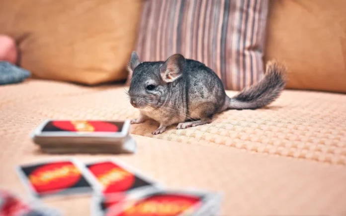 La reproduction du chinchilla