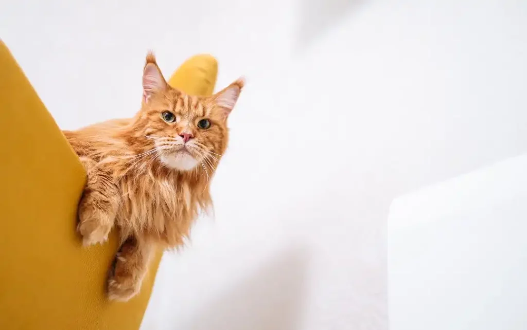 La plus grande race de chat - Le Maine Coon