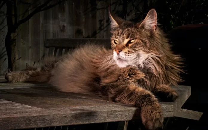 La plus grande race de chat - Le Maine Coon