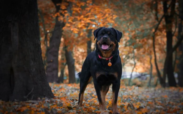 Le Rottweiler est-il agressif ou affectueux?