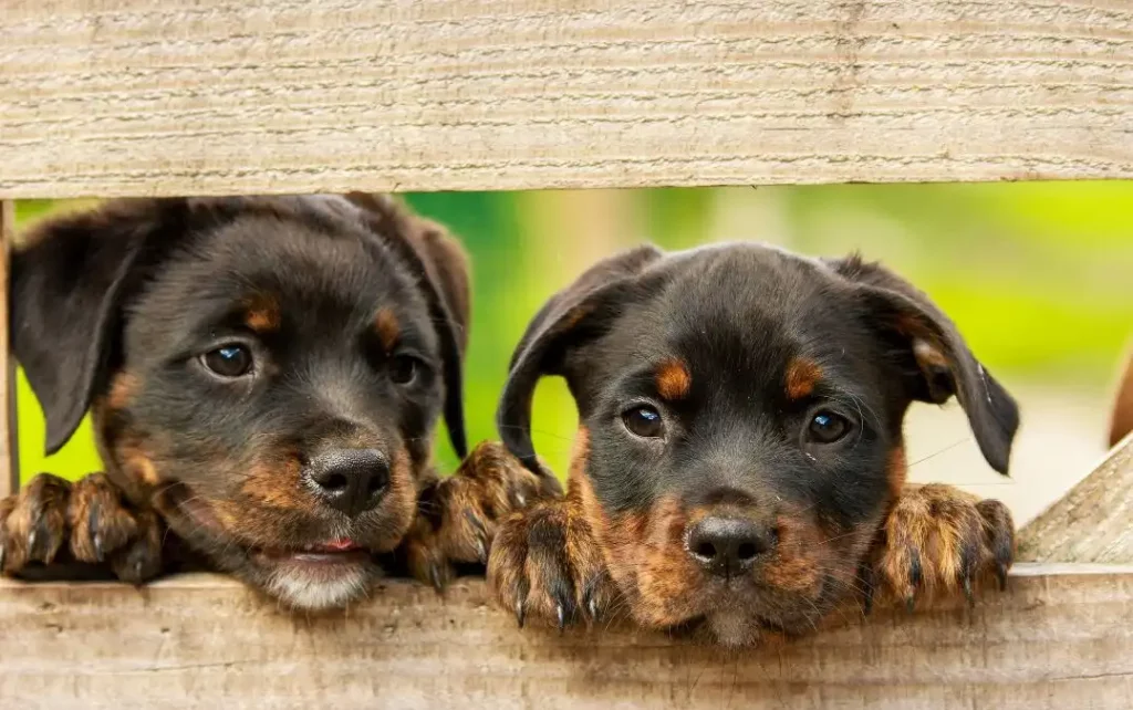 Le Rottweiler est-il agressif ou affectueux?