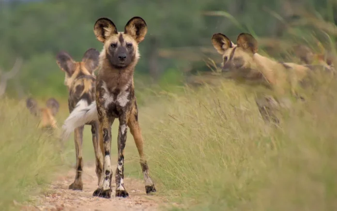 Vie sauvage : Le chien sauvage africain