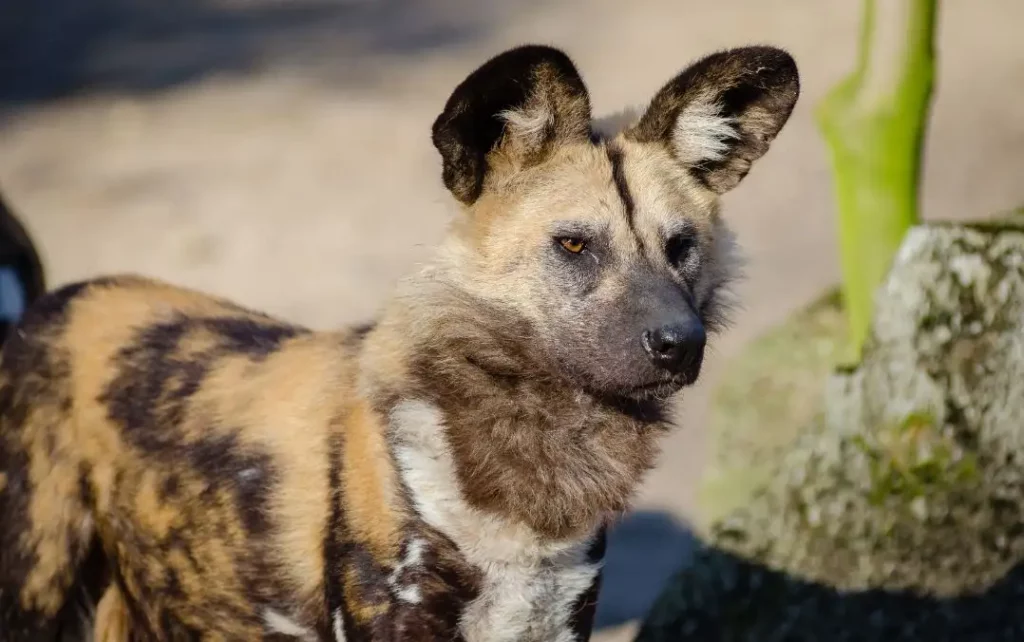 Vie sauvage : Le chien sauvage africain