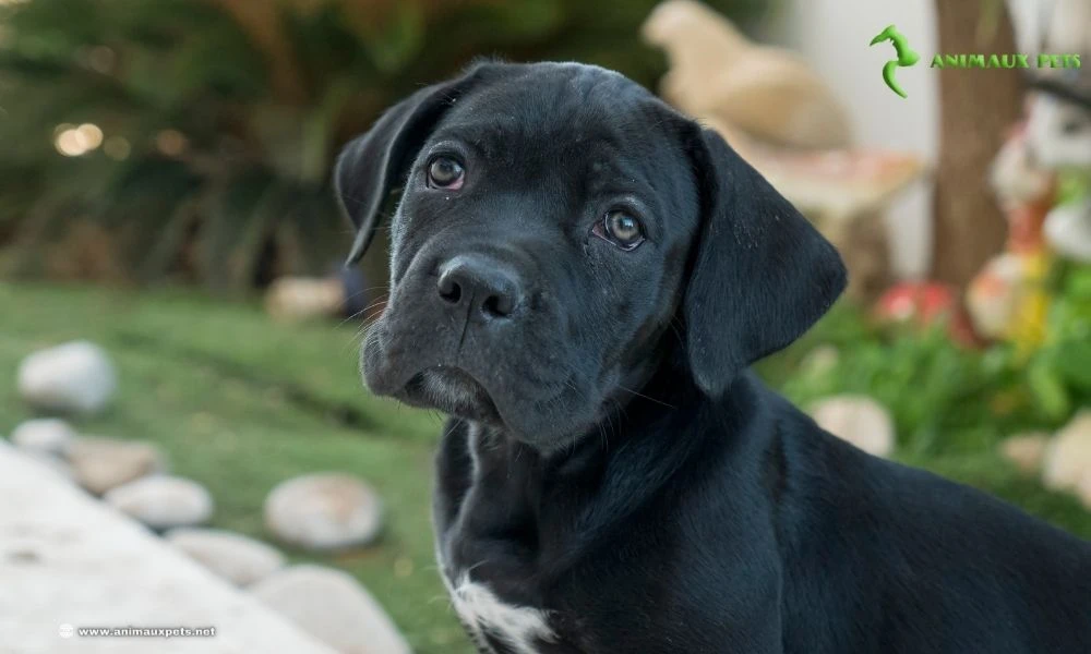 Le Cane Corso : Découvrez cette Race