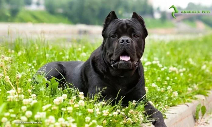 Le Cane Corso : Découvrez cette Race