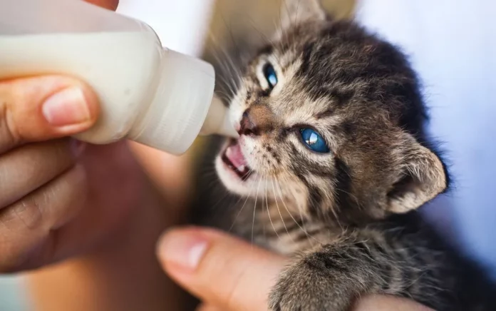 Alimentation idéale pour un chaton après le sevrage