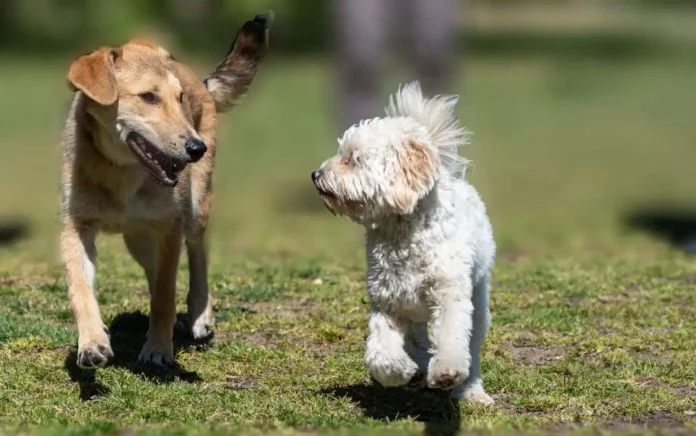 Très important avant d'adopter un chien