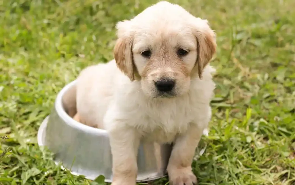 Très important avant d'adopter un chien