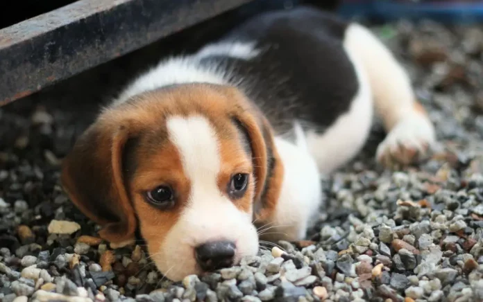 La peur chez les chiots