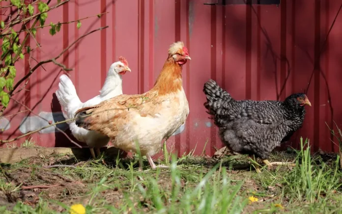 L'élevage des poules pondeuses