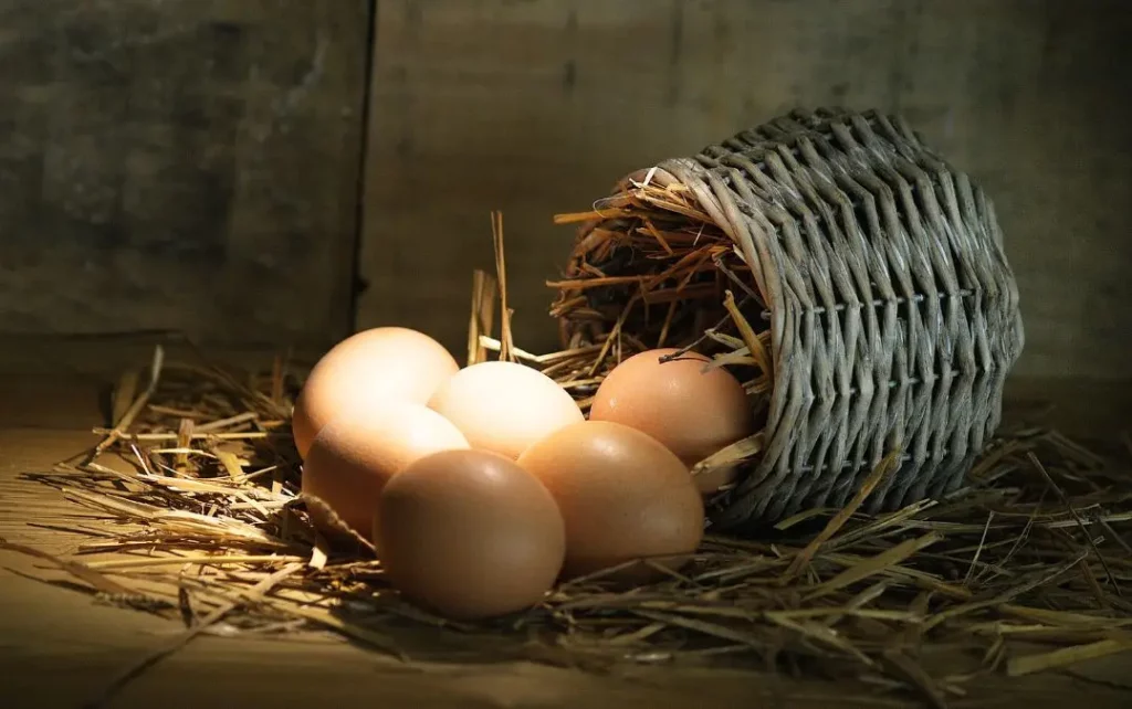 L'élevage des poules pondeuses