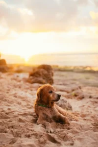 Préserver nos canins des méfaits du soleil