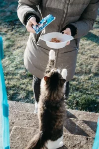 Alimentation idéale pour mon chat