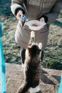 Alimentation idéale pour un chaton après le sevrage