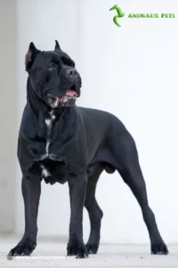 Le Cane Corso : Découvrez cette Race