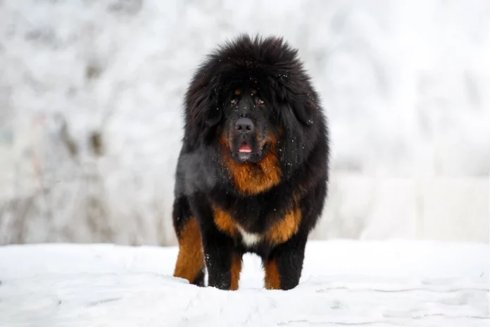 Le Dogue du Tibet